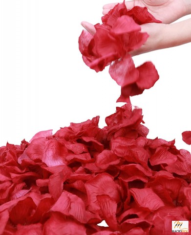 Separated 1000 Pieces Rose Petals for Romantic Night