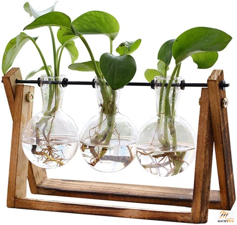 Plant Terrarium with Wooden Stand |  Hydroponic Plant Propagator Useful For Water Propagation And Growing | Best Gift For Plant Lovers