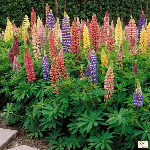 Outsidepride Lupine Russells Plant Flower Seed - 500 Seeds