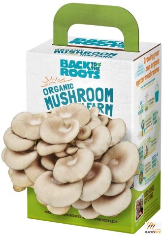 Back to the Roots Organic Mini Mushroom Grow Kit