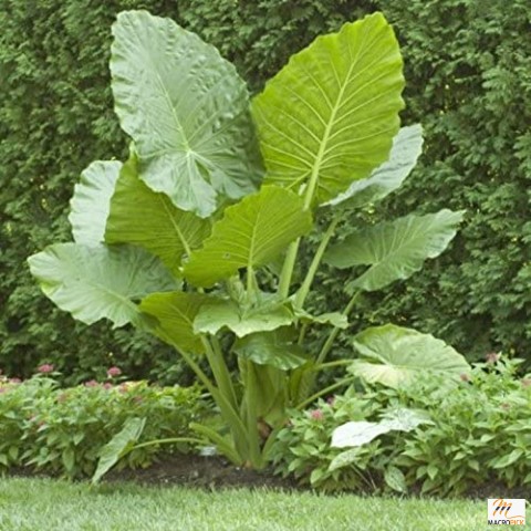 Elephant Ears (colocasia) 3 Bulb- bold tropical effect to and landscape.